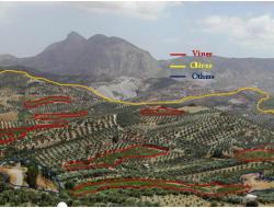 Vegetation cover type