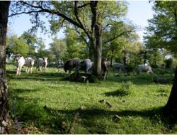 Forest grazing in Gallipoli Cognato Forest (Basilicata Region)