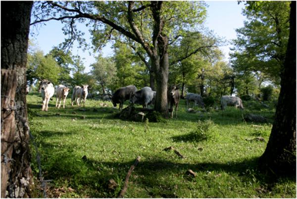 Forest grazing in Gallipoli Cognato Forest (Basilicata Region)