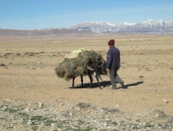 Clearing rangelands 2
