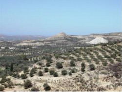 Degraded olive groves