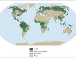 The world's forests
