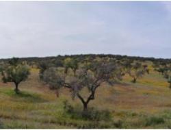 Dehesa in the Baixo Guadiana