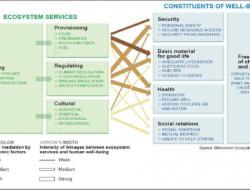 Linkage between ecosystem services and human well-being