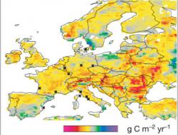 European-wide anomaly of NPP during 2003