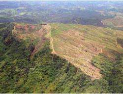 Forest cleared for rice production, Indonesia