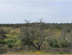 La ‘Seca’ affecting holm oaks in the Baixo Guadiana