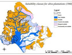 Suitability for olives: 1960