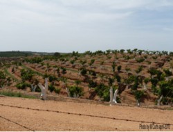 Fig1