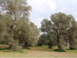 Non-threatened area