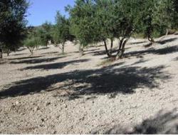 Moderate robustness to drought