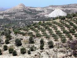 Low robustness to drought