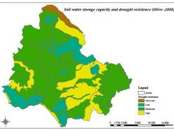 Drought resistance in olives: 2000