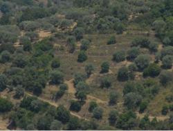 Encroachment on olive groves   