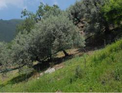 Well maintained olive groves  