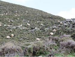 Kapetaniana - typical landscape