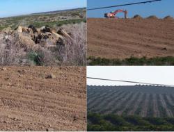 Processes of land conversion to orange plantations