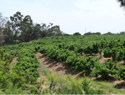Land conservation in orange plantations