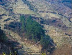 One year of treatment with living hedgerow