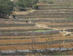 Newly built terraces