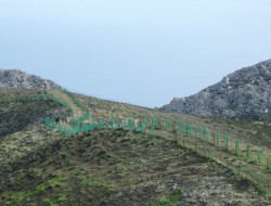 Kapetaniana (4)
