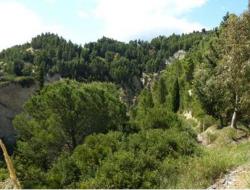Reforestation of degraded calanchi area