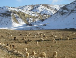 Sheep grazing 1